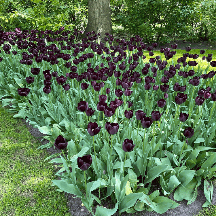 Tulpe 'Queen of Night'